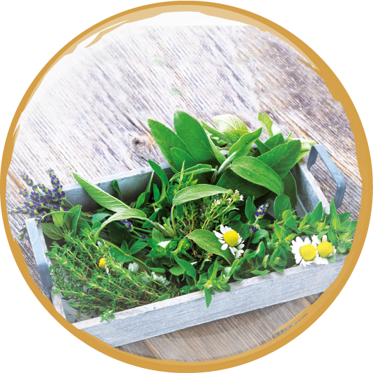 WONNEMAR SPA Wald-Aroma-Massage